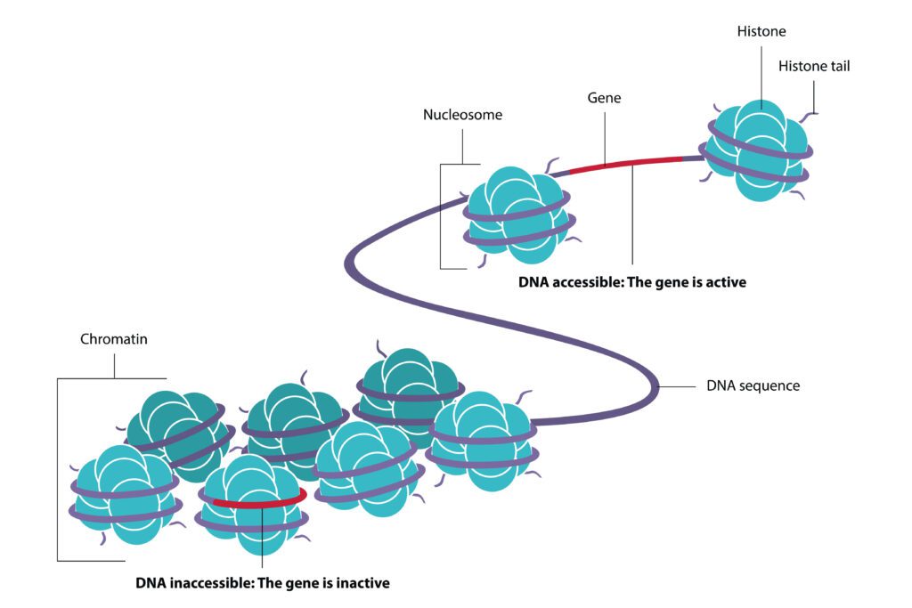 Epigenetic information